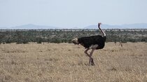 Private 10-Day Safari and Beach Tour of Kenya from Nairobi
