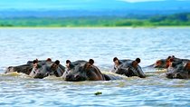 5 Days safari to Maasai Mara ,Lake Nakuru and Hell's gate national park