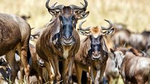 4 days,3 nights group joining lodge safari to Serengeti ,Ngorongoro and Manyara 