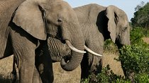 4-Day Lake Naivasha & Amboseli- Luxury Grp Joining Safari