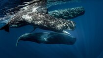 Wildlife Tour Covering Birds and Mammals (18 Days)
