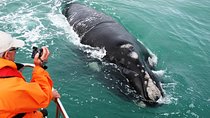 Boat Based Whale Watching