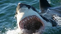 Shark Cage Diving 