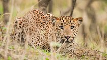 Jhalana Panther Safari Park Tour in Jaipur