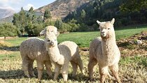 8-Day Peru Tour to Cusco, Sacred Valley, Machu Picchu, Pisac and Puno