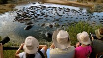 5 Days Classic Safari to Lake Manyara, Ngorongoro and Serengeti 