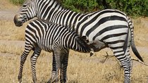 Tarangire -Serengeti & Ngorongoro Crater Budget camping safari 