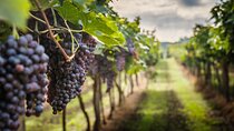 Private Chianti Wine Tasting from Florence, Half Day Experience
