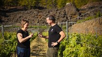Visit to Arafo Mountain Vineyard and Organic Wine Tasting