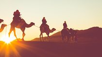 Horseback Camel or Donkey Ride Along the West Bank