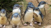 Healesville Sanctuary And Phillip Island Wildlife Bus Tour