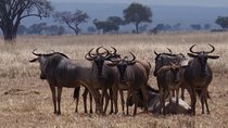 2 Days Wildlife Safari in Mikumi National Park
