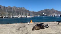 Boulders Beach Penguins and Seal Island Boat Trip Half Day Tour