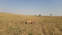 7 Days Best of Wildlife Guided Safari in Kenya