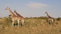 6 Days maasai mara - Lake Nakuru -Amboseli Group safari