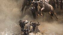 6 Days Safari Tour to The Great Wildebeest Migration