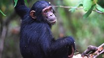 Private 10 Days Primate Experience and Queen Elizabeth Safari Tour