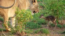 3 Days Private Safari Tour at Queen Elizabeth National Park in Uganda 