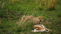 2 Days Group Joining Camping Safari Tarangire Park and Ngorongoro Crater