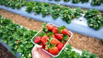 Mornington Peninsula Private Food Trail Tour with Pickup