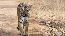 Bangalore to Bandipur National Park via Visiting Mysore