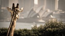 Sydney Harbour 2-Day Hop On Hop Off Cruise with Taronga Zoo entry
