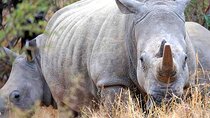 Safari Day Trip | The Last Two Northern White Rhinos | Ol Pejeta Conservancy