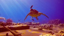 South Maui Shore Dive