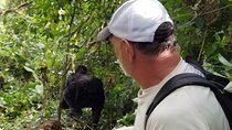 4 Days Gorilla and Chimps trek safari