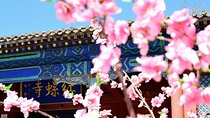 Relaxing Private Driver to Hongluo Temple and Yanqi Lake 