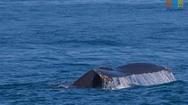 Private Whale watching Puerto Vallarta
