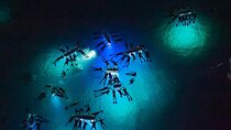 Manta Ray Night Snorkel Adventure