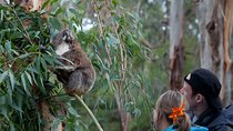 2 Day Exclusively Private Tour Of Phillip Island & The Great Ocean Road