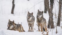 Yellowstone Full Day Winter Tour (With Optional Hike or Snowshoe)