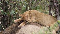7-Day Kenya Birding & Big Five Safari