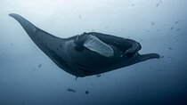 Catalina Island Diving Tour From Tamarindo - Certified Only