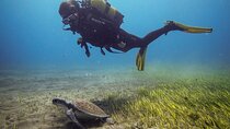 SSI Open Water, South Tenerife