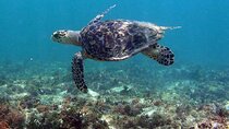 Tulum Private Boat Tour & Turtle Snorkeling Experience