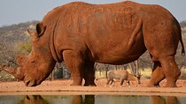 4 Day Etosha and Swakopmund Lodging
