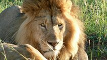 3 Day Maasai Mara Shared Safari In a Safari Van