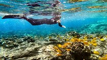 Kona's Deluxe Snorkel - Snorkel Captain Cook and Place of Refuge 