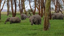 3 Days 2 Nights Private Amboseli Safari