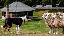 Christchurch Sheep Farm Visit