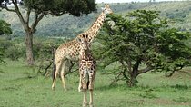 10 Days Calving Season & Zanzibar Special