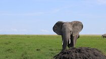 2-Day Private Safari to Amboseli National Park