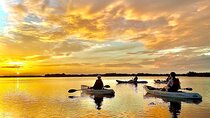 Sunset Tour Mangrove, Dolphins, Manatee #1 Rated in Cocoa Beach