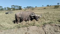 2-Day Private Safari to Lake Nakuru and Hell's Gate Parks