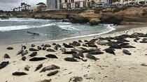 Private Segway Experience Through La Jolla