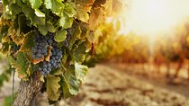 Southern Arizona Private Wine Tour South of Tucson - Sonoita-Elgin Vineyards