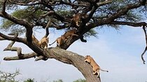8 Days Luxury Serena Safari 